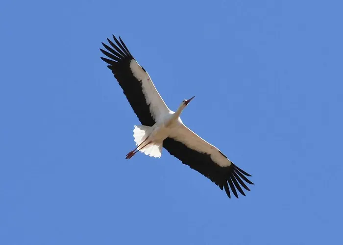 No. 2 Apartman Łeba